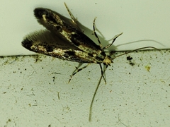 Blastodacna atra