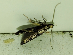 Blastodacna atra
