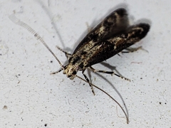 Blastodacna atra