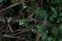 Endostemon obtusifolius