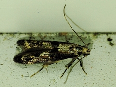 Blastodacna atra