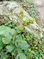 Magnoliopsida