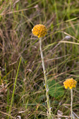 Helichrysum auriceps