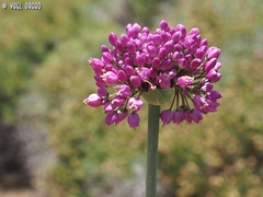 Allium carmeli