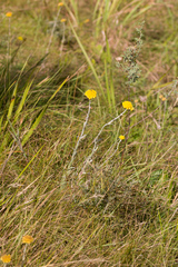 Helichrysum auriceps