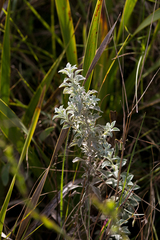 Helichrysum umbraculigerum