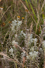 Helichrysum umbraculigerum