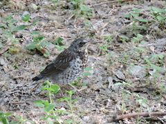 Turdus pilaris
