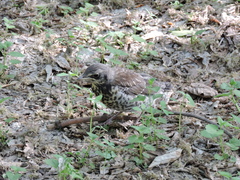 Turdus pilaris
