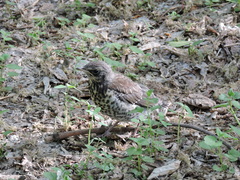 Turdus pilaris