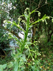 Asteraceae