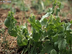 Aristolochia bottae