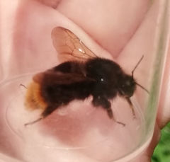 Bombus rupestris