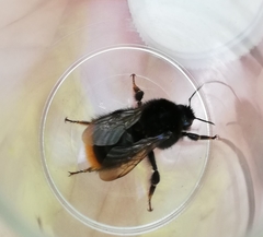 Bombus rupestris