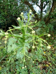 Asteraceae
