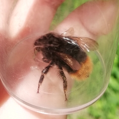 Bombus rupestris