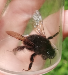 Bombus rupestris