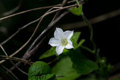 Ipomoea plebeia