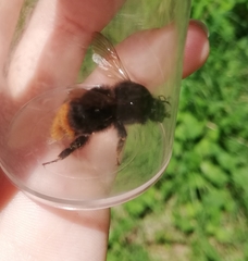 Bombus rupestris