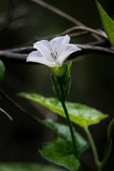 Ipomoea plebeia