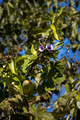 Ipomoea wightii