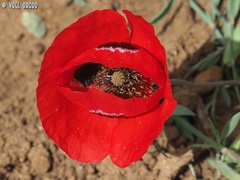 Papaver syriacum