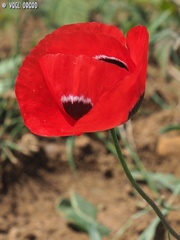 Papaver syriacum
