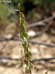 Polygala monspeliaca
