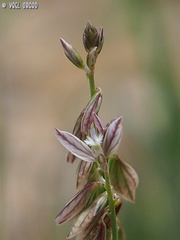 Polygala monspeliaca