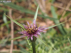Tragopogon coelesyriacus