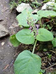 Lamiaceae