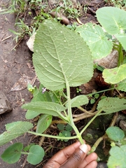 Lamiaceae