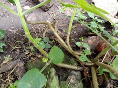Lamiaceae