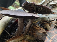 Cortinarius kioloensis