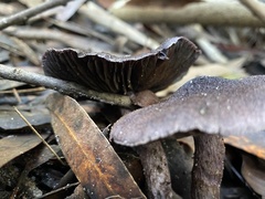 Cortinarius kioloensis