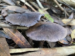Cortinarius kioloensis