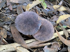 Cortinarius kioloensis