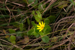 Osteospermum grandidentatum