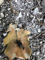 Otiorhynchus rugosostriatus