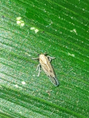 Peregrinus maidis, 2022-05-27