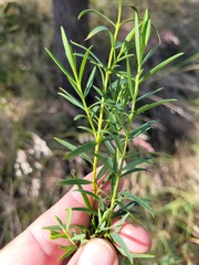 Pimelea neoanglica