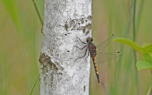Large White-faced Darter photo 4