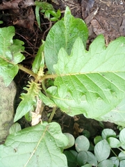 Solanum