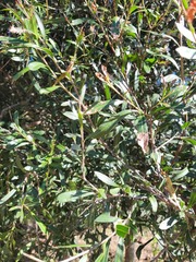 Alectryon diversifolius