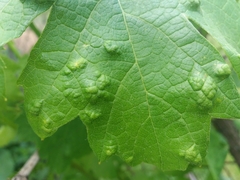Colomerus vitis