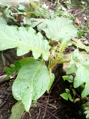 Solanum