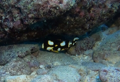 Plectorhinchus vittatus