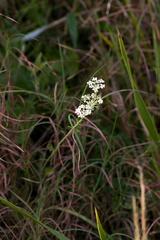 Pimpinella caffra