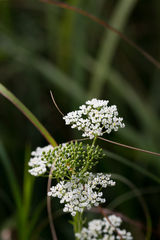 Pimpinella caffra