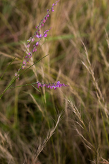 Polygala hottentotta